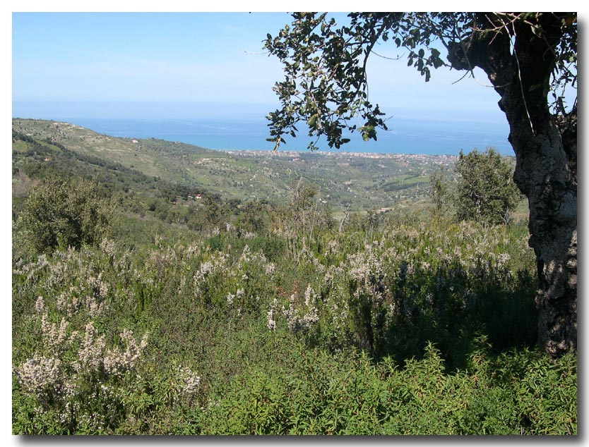 Gariga di Erica multiflora sui monti di Palermo